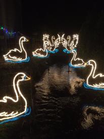 Sevens Swans A'Swimming